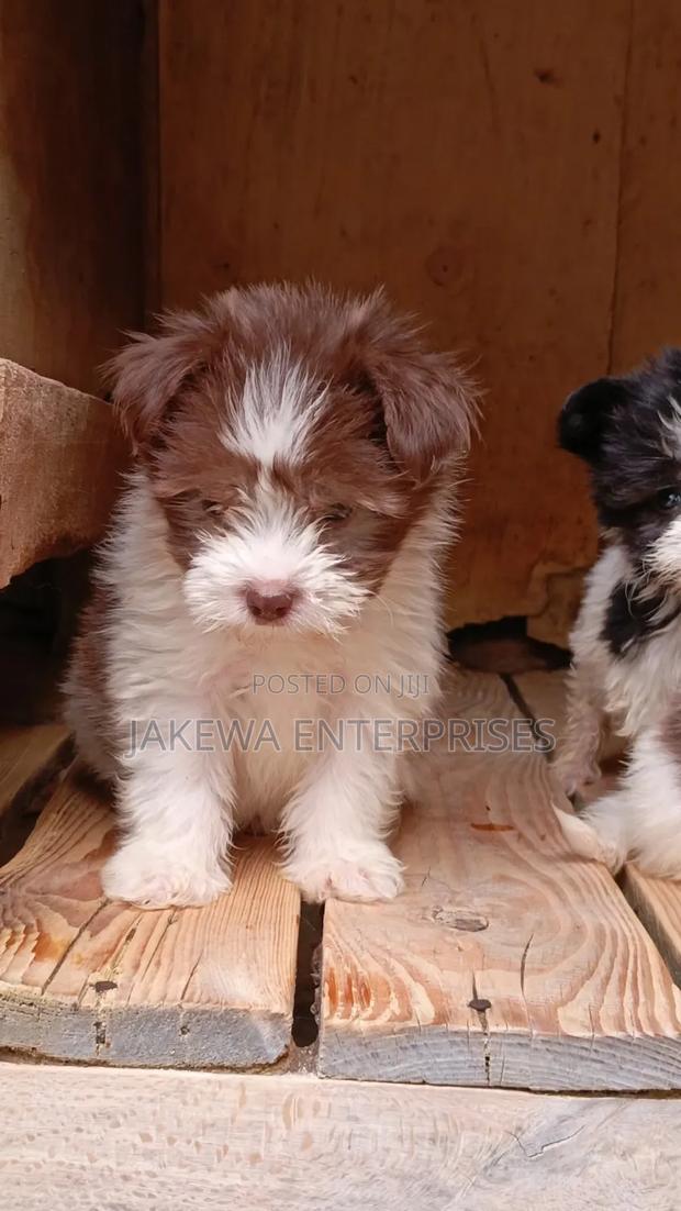 1-3 months Female Purebred Havanese