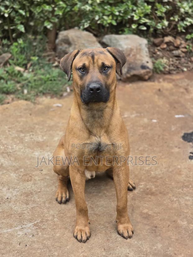 1+ year Male Purebred Boerboel
