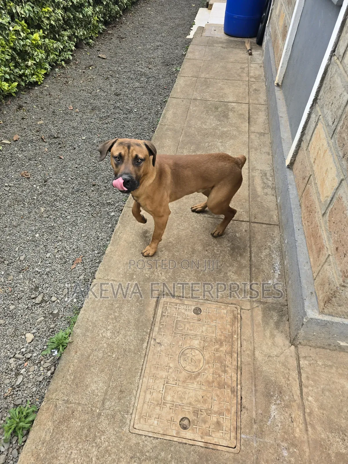 1+ year Male Purebred Boerboel