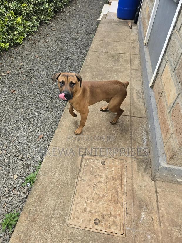1+ year Male Purebred Boerboel - thumbnail 2
