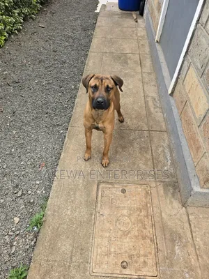 1+ year Male Purebred Boerboel