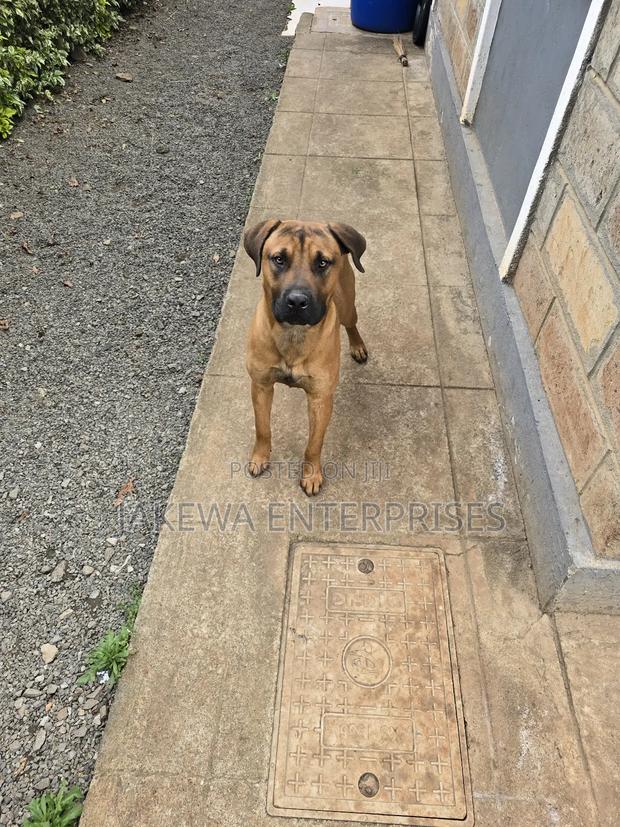 1+ year Male Purebred Boerboel - thumbnail 3