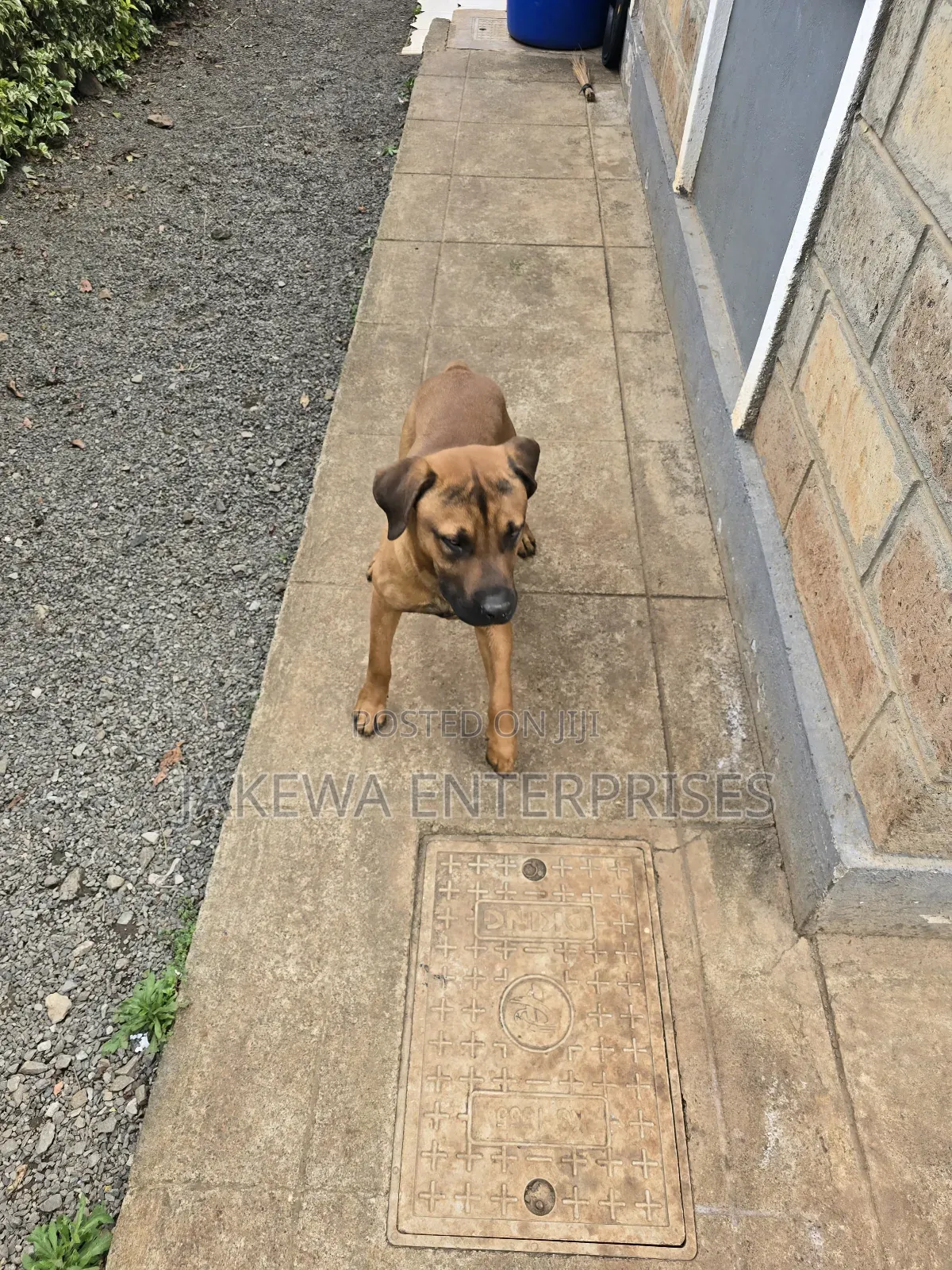 1+ year Male Purebred Boerboel