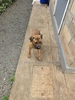 1+ year Male Purebred Boerboel