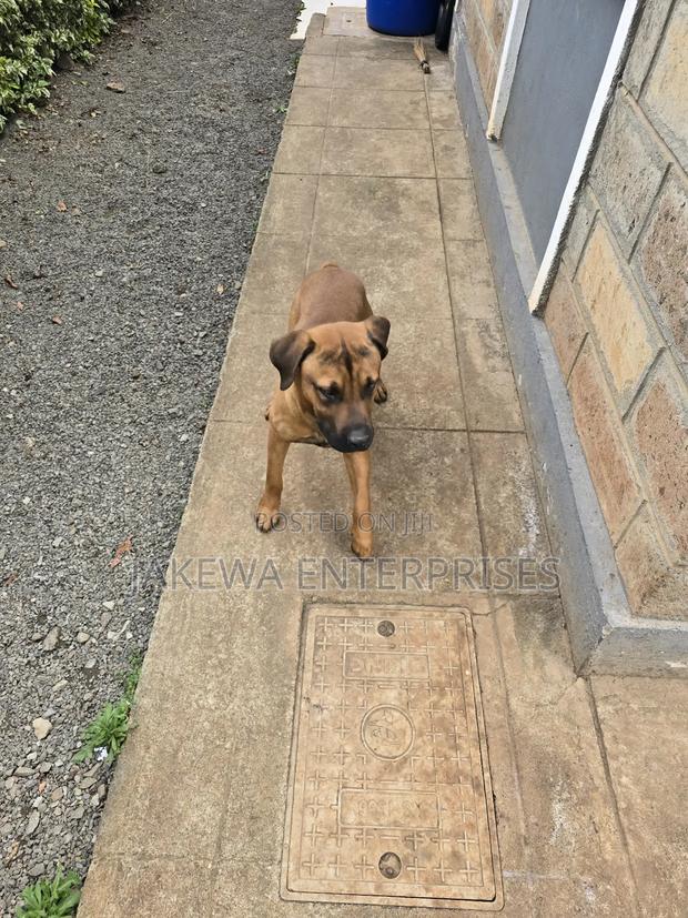 1+ year Male Purebred Boerboel - thumbnail 4