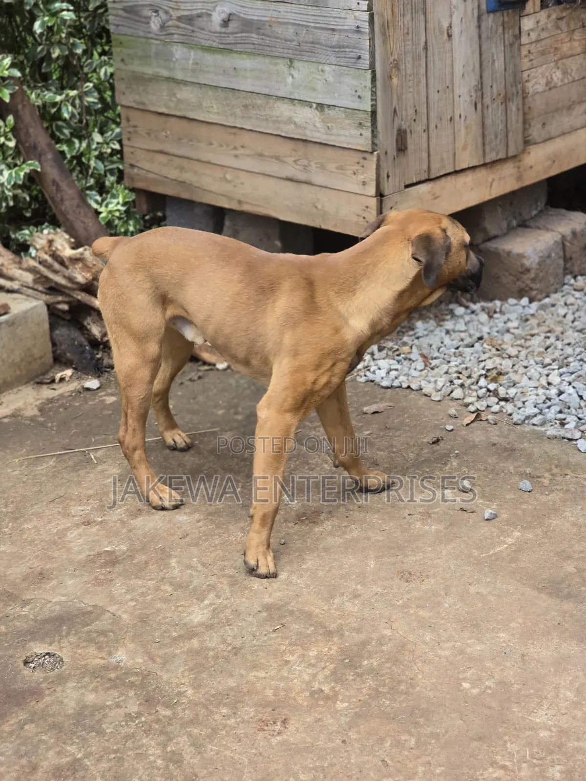 1+ year Male Purebred Boerboel