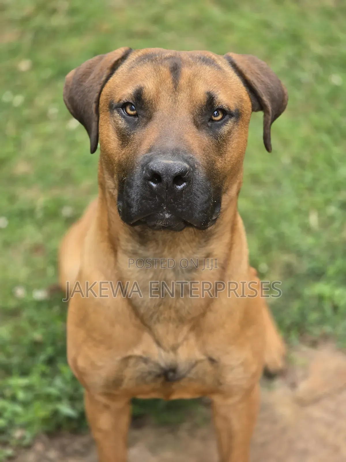 1+ year Male Purebred Boerboel