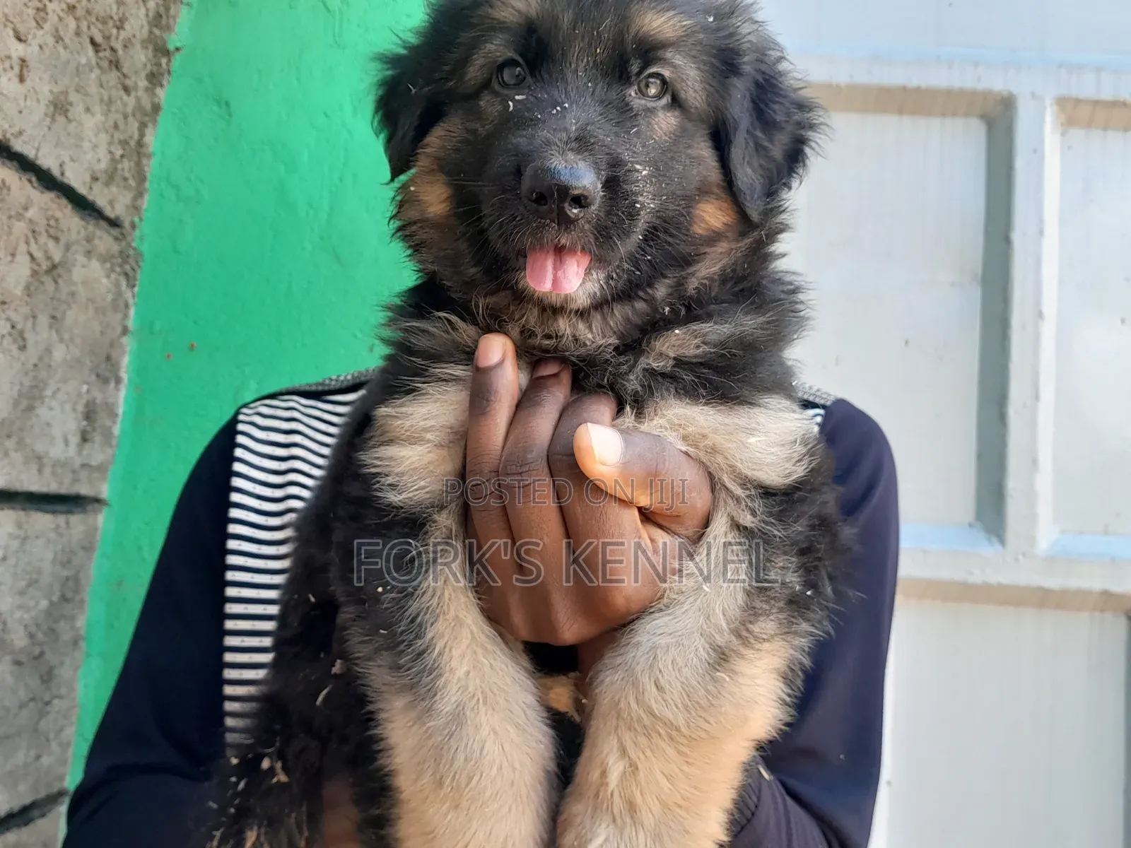 1-3 months Female Purebred German Shepherd