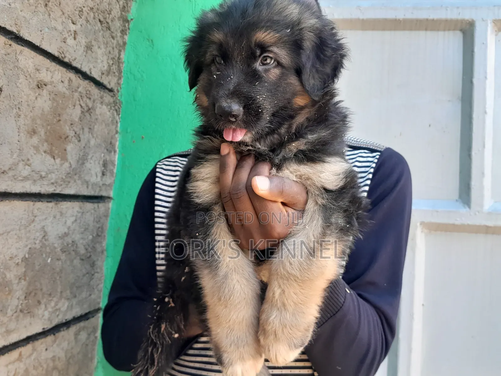 1-3 months Female Purebred German Shepherd