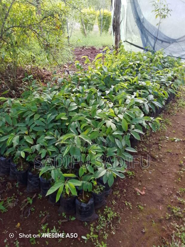 Custard Apple Grafted Seedlings - main view