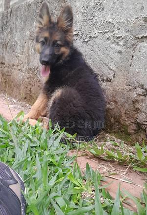 1-3 months Male Purebred German Shepherd - thumbnail 2