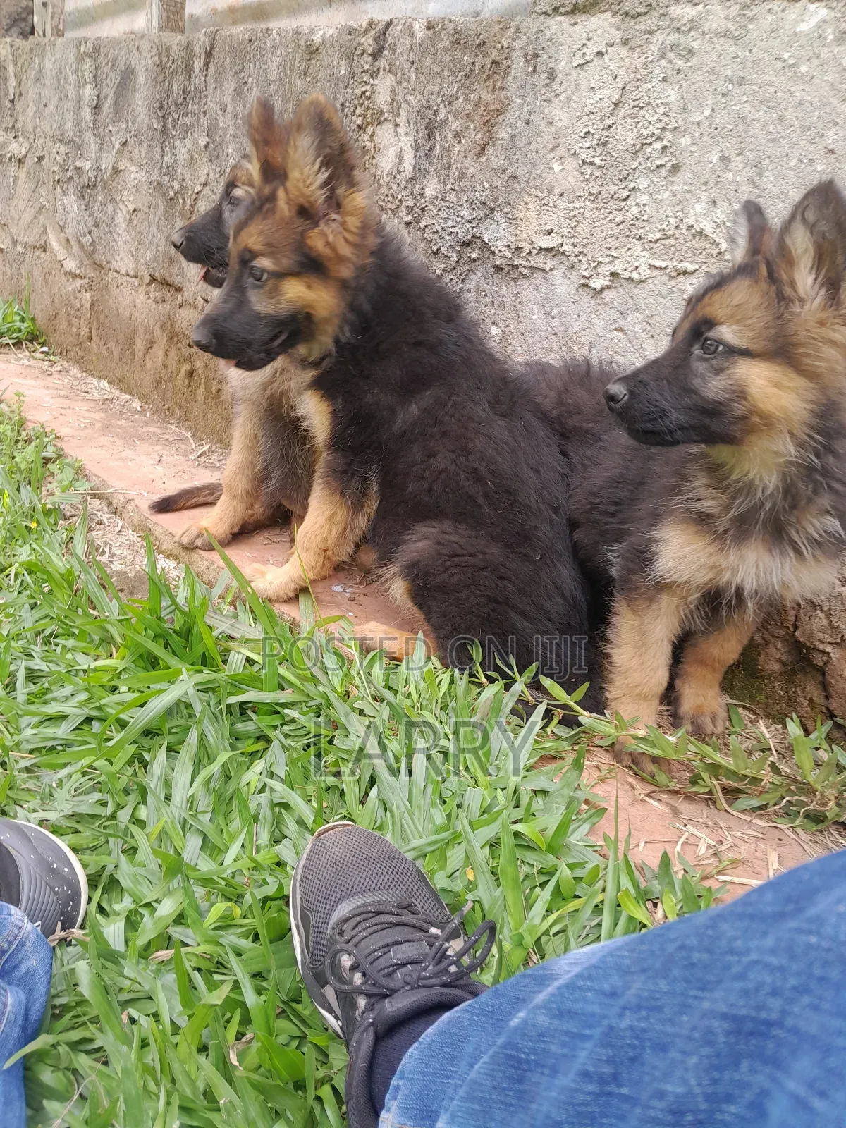 1-3 months Male Purebred German Shepherd