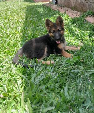1-3 months Female Purebred German Shepherd - thumbnail 2