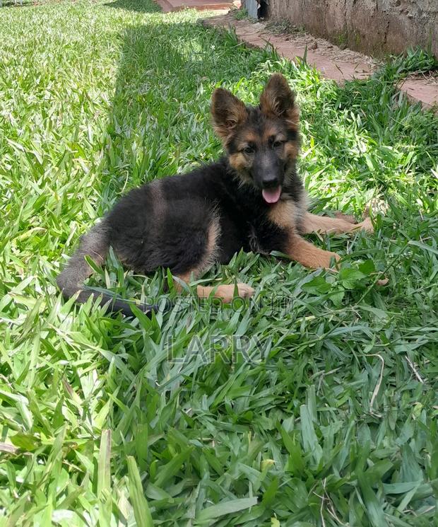 1-3 months Female Purebred German Shepherd - main view