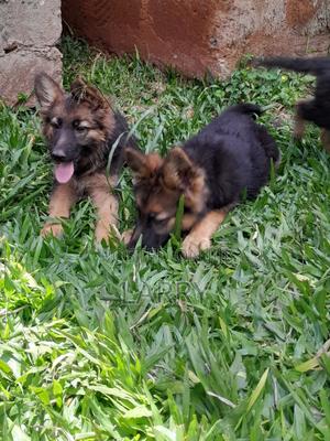1-3 months Male Purebred German Shepherd - thumbnail 2