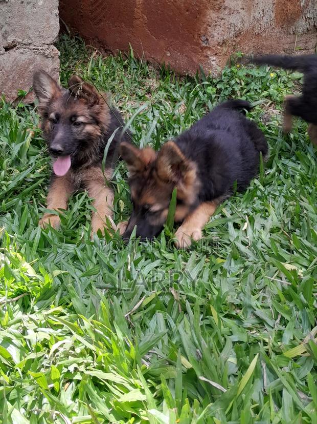 1-3 months Male Purebred German Shepherd - main view