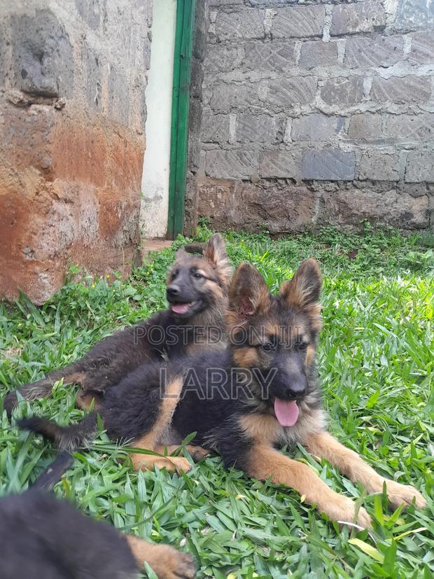 1-3 months Male Purebred German Shepherd