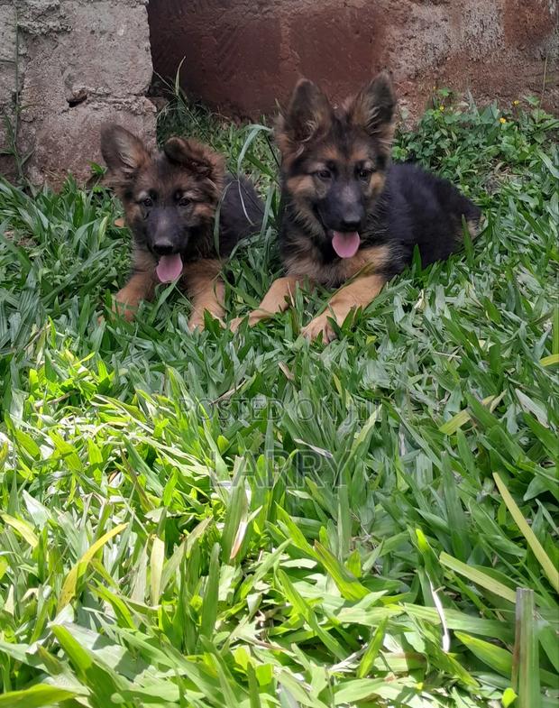1-3 months Male Purebred German Shepherd - thumbnail 3
