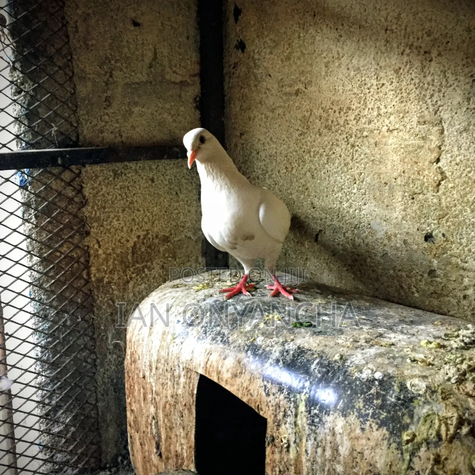 Lovely Pigeons