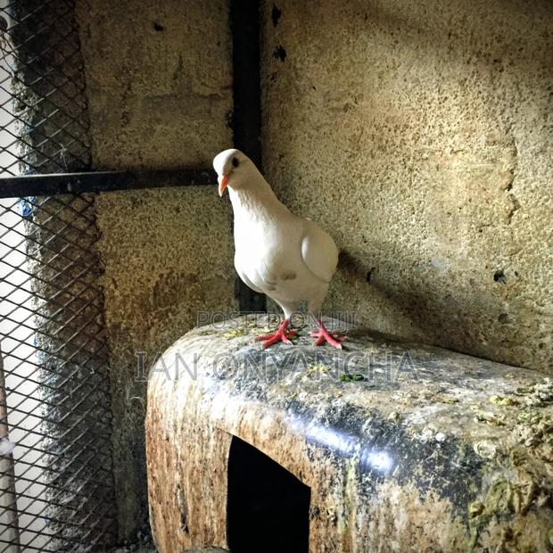 Lovely Pigeons - thumbnail 4