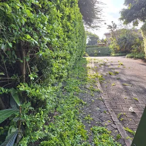 Brush Cutter for Hire , Comes With Multifunctional Heads