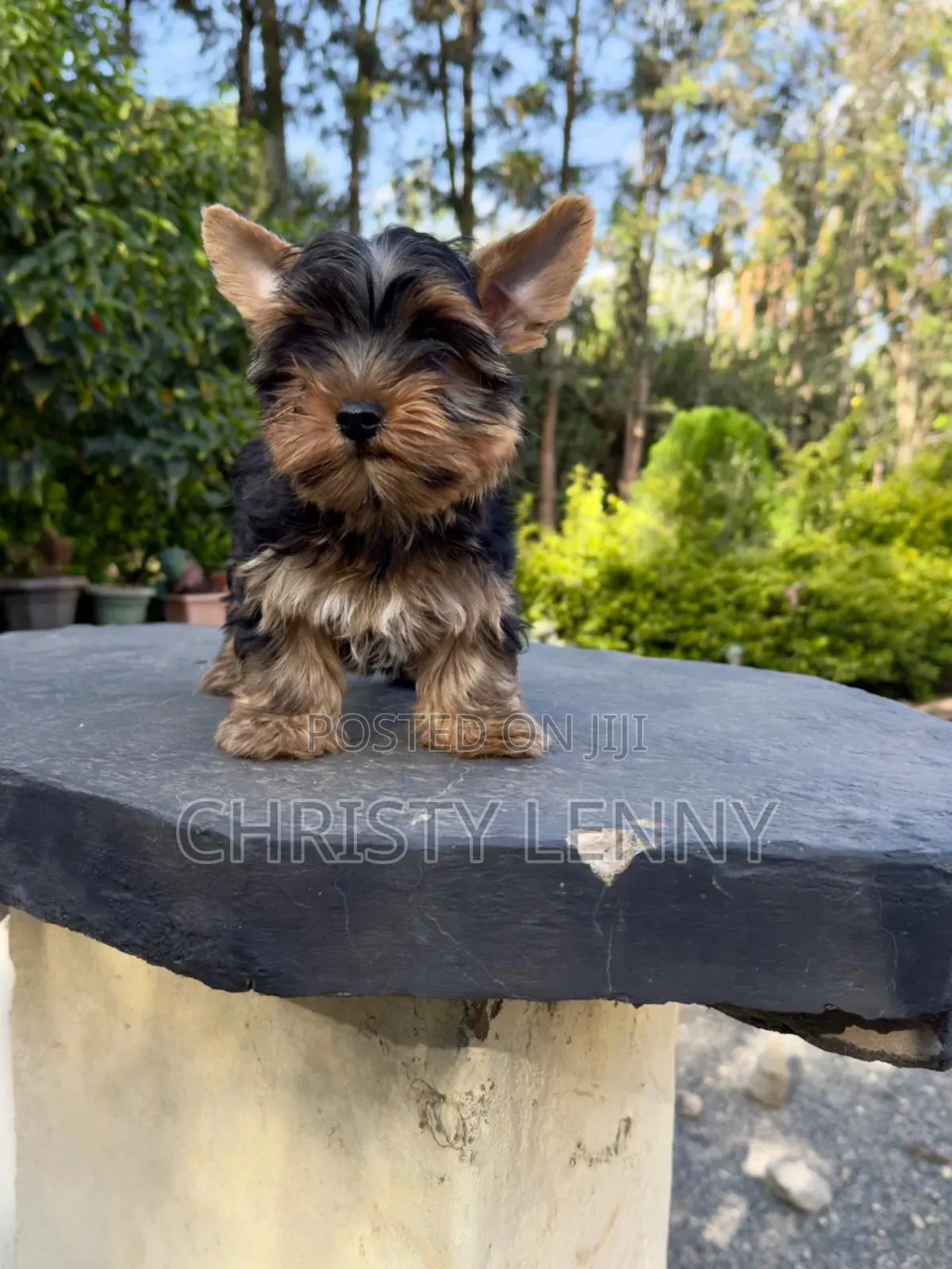 1-3 months Male Purebred Yorkshire Terrier