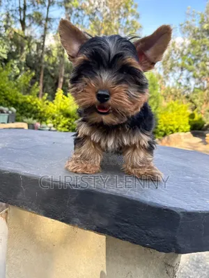 1-3 months Male Purebred Yorkshire Terrier