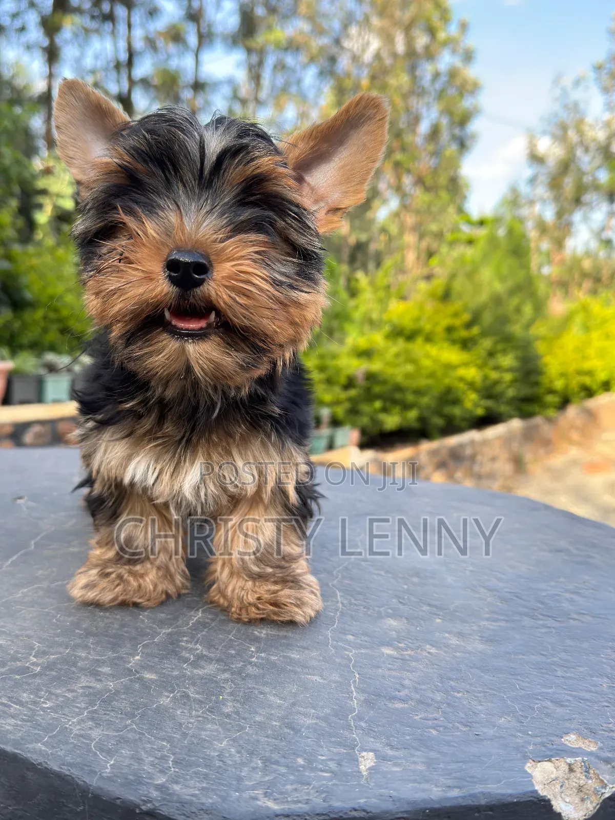 1-3 months Male Purebred Yorkshire Terrier