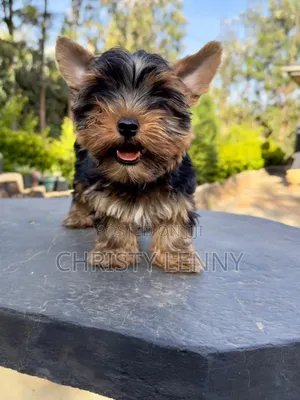 1-3 months Male Purebred Yorkshire Terrier
