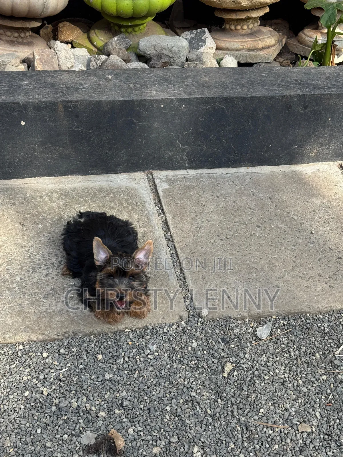 1-3 months Male Purebred Yorkshire Terrier
