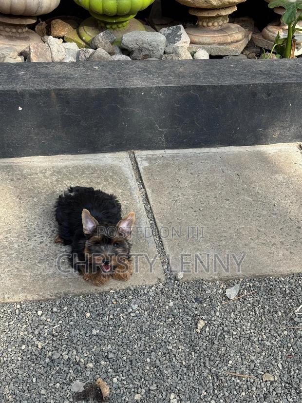 1-3 months Male Purebred Yorkshire Terrier - thumbnail 5