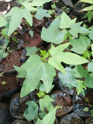 Climate Change Mitigation Initiative - thumbnail 2