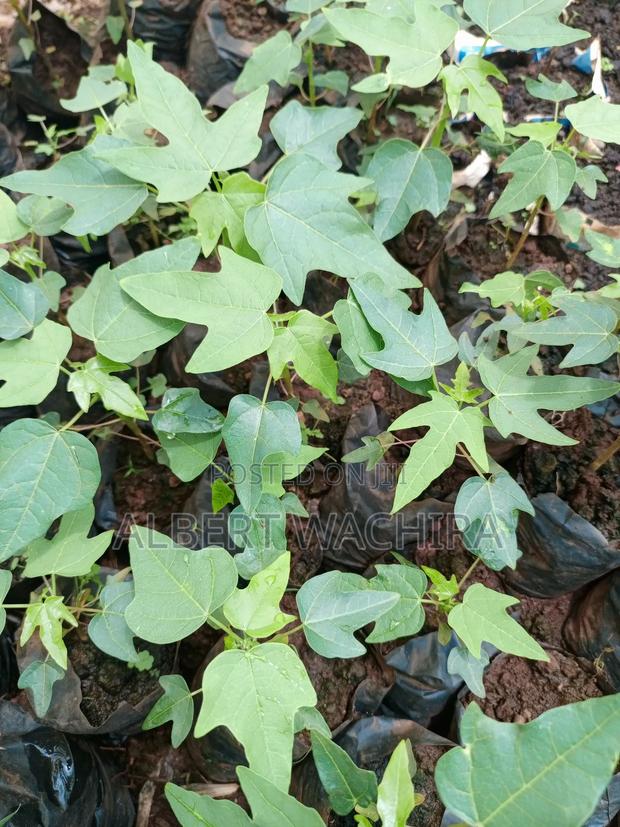 Climate Change Mitigation Initiative - thumbnail 3