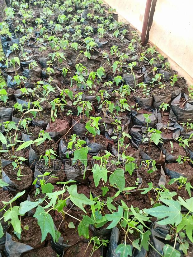 Climate Change Mitigation Initiative - thumbnail 4