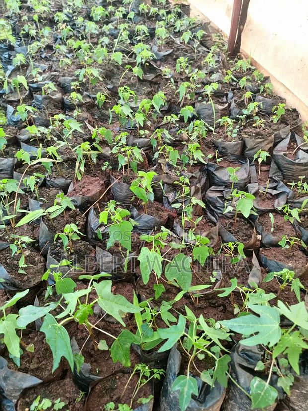 Climate Change Mitigation Initiative - thumbnail 5