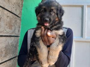 3-6 months Female Purebred German Shepherd - thumbnail 2