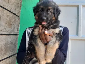 3-6 months Female Purebred German Shepherd