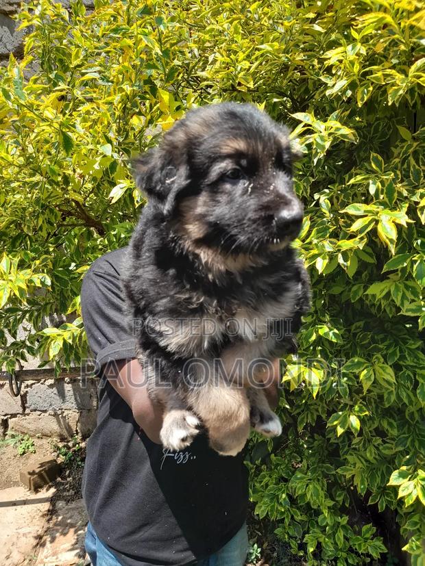 3-6 months Female Purebred German Shepherd - thumbnail 3