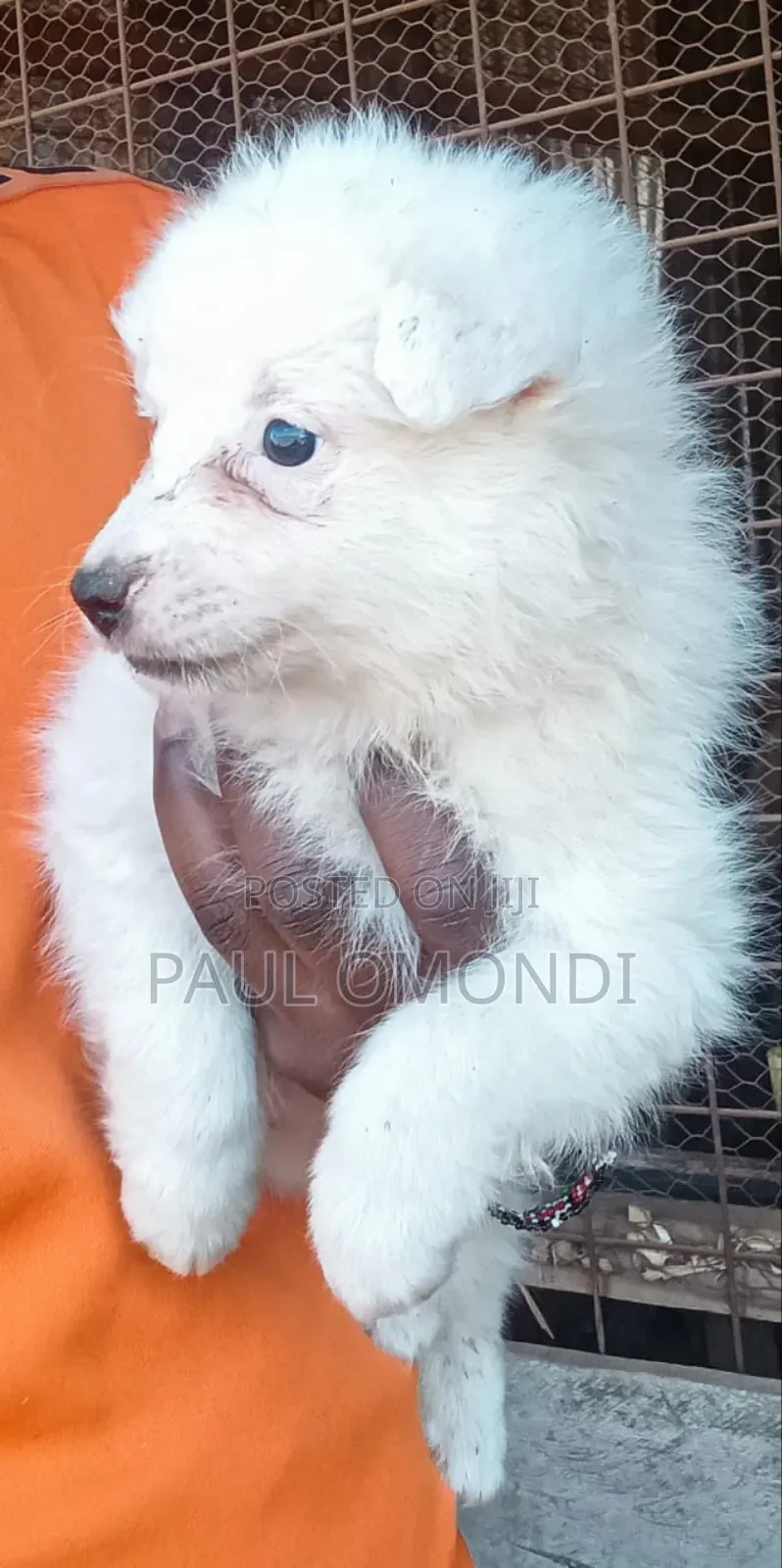 3-6 months Female Purebred Japanese Spitz