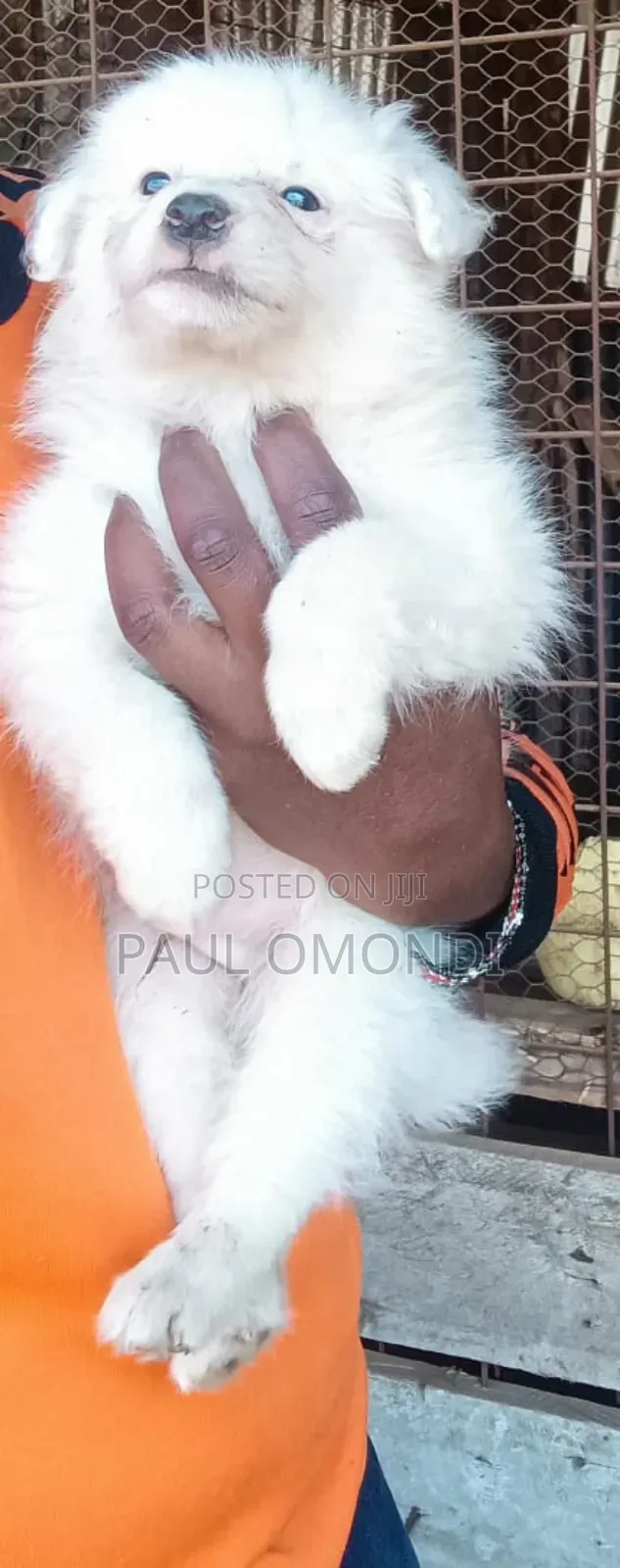 3-6 months Female Purebred Japanese Spitz