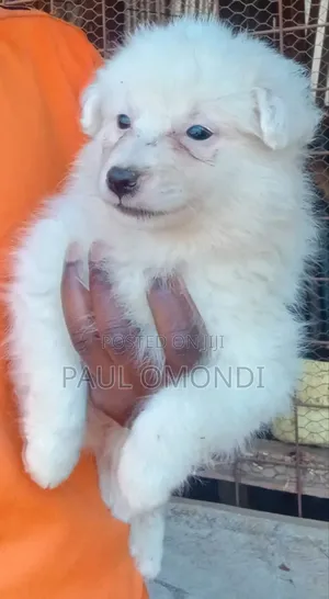 3-6 months Female Purebred Japanese Spitz