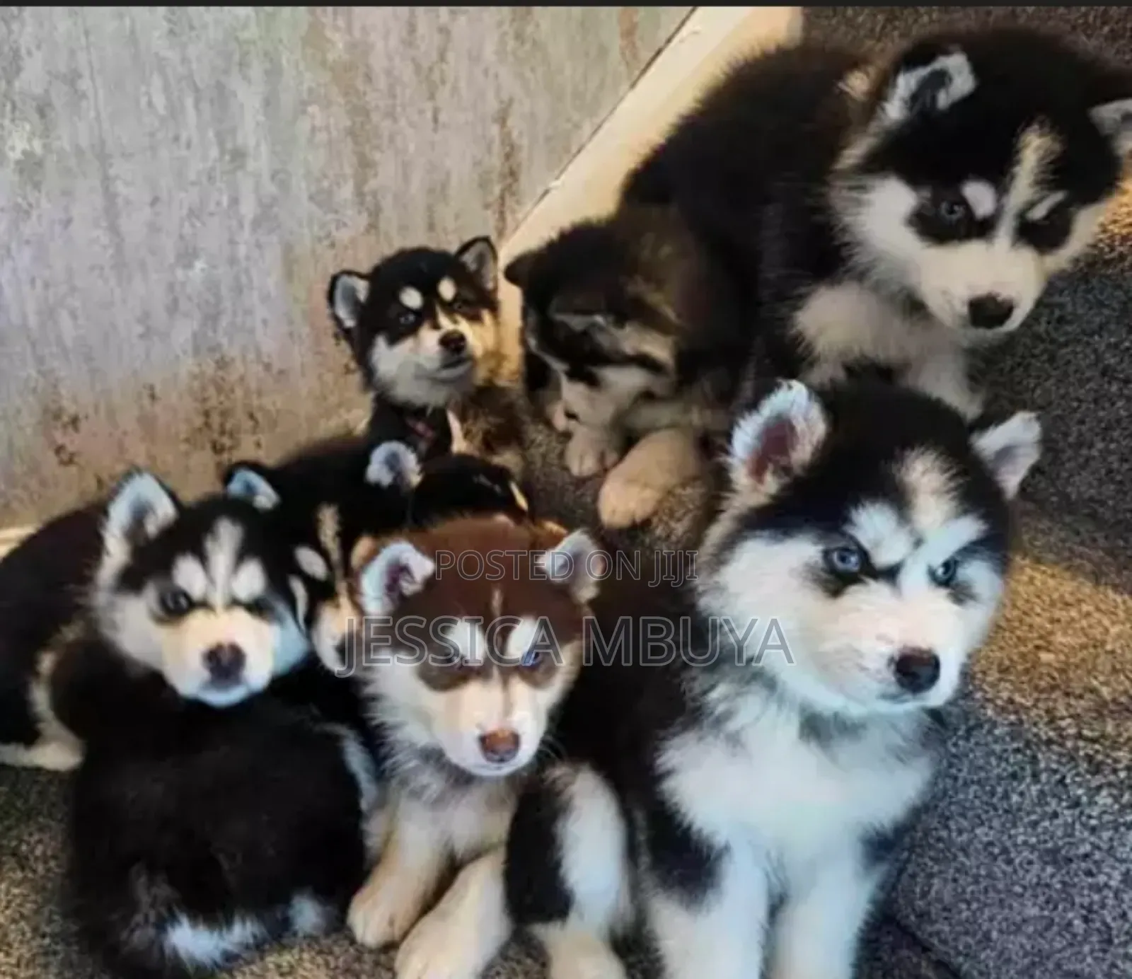 3-6 months Female Purebred Siberian Husky