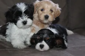 1-3 months Female Purebred Havanese