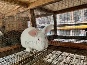 Kitengelarabbitry Mature Rabbits From 8 Months