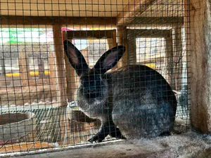 Kitengelarabbitry Mature Rabbits From 8 Months