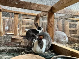 Kitengelarabbitry Mature Rabbits From 8 Months
