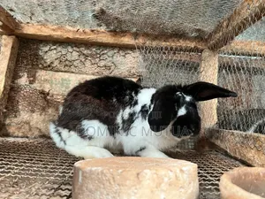 Kitengelarabbitry Mature Rabbits From 8 Months
