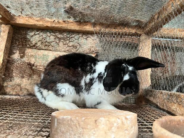 Kitengelarabbitry Mature Rabbits From 8 Months - thumbnail 4