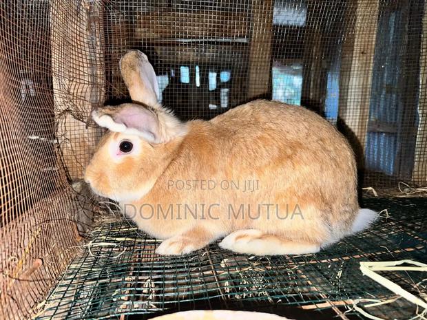 Kitengelarabbitry Mature Rabbits From 8 Months - thumbnail 5