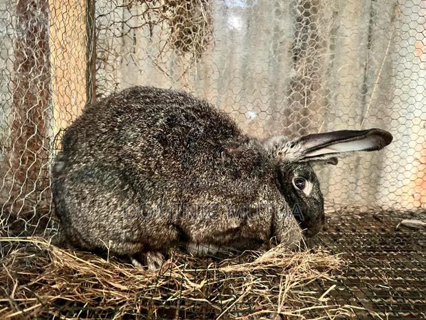 Kitengelarabbitry Mature Rabbits From 8 Months - thumbnail 6